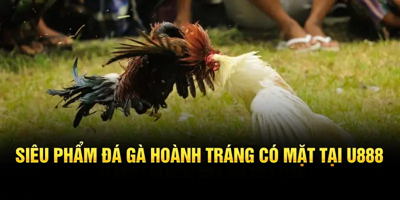 Siêu Phẩm Đá Gà Hoành Tráng Có Mặt Tại U888